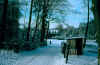 terwormwinter1gammabcom800.jpg (111781 bytes)